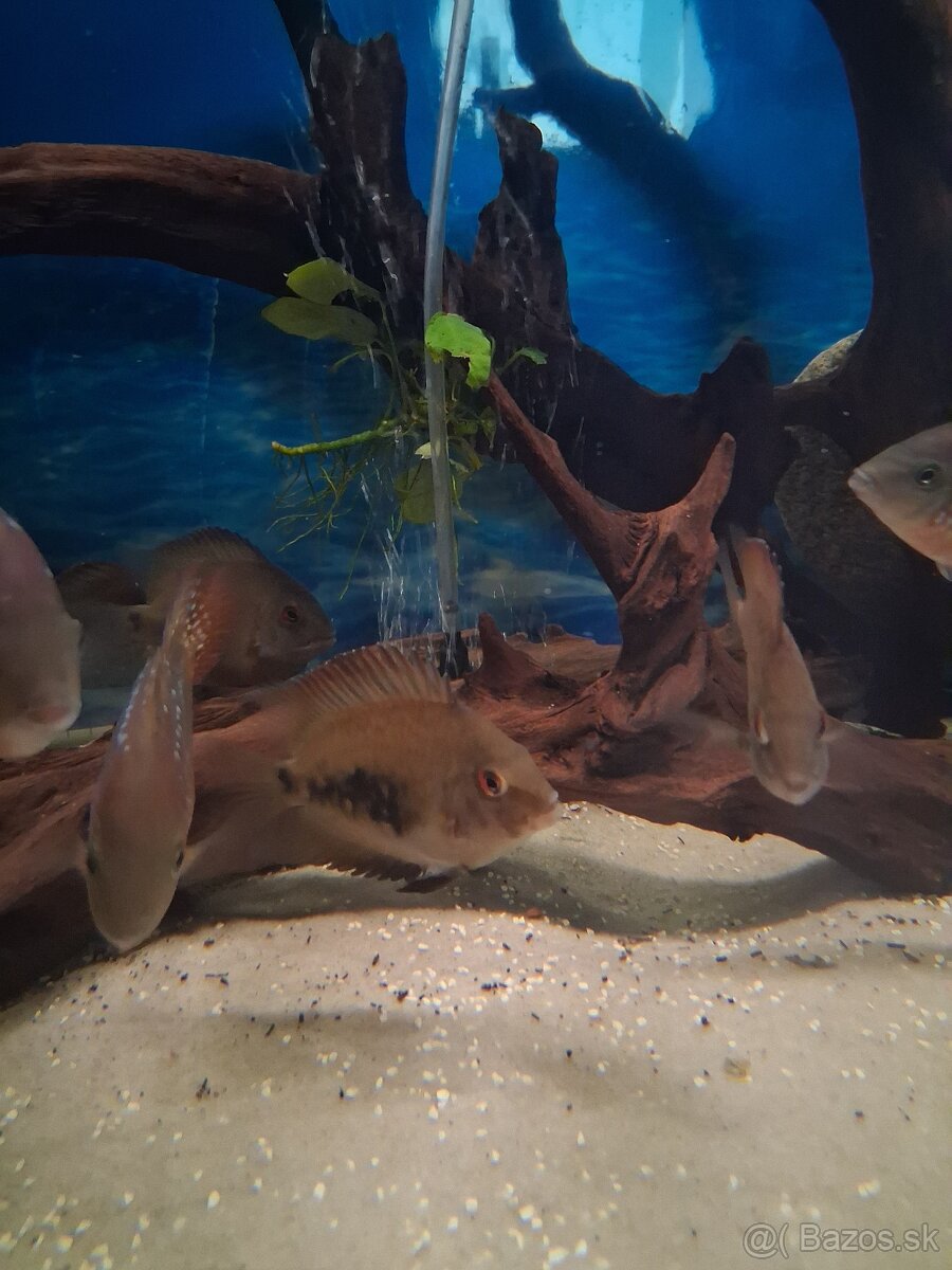 Uaru amphiacanthoides