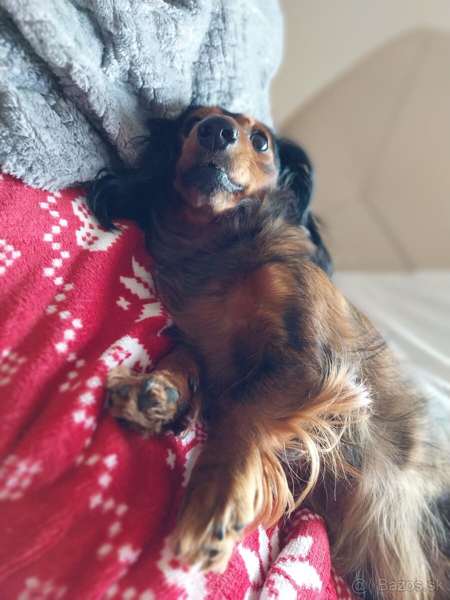 Dopyt jazvečík dlhosrsty trpaslici