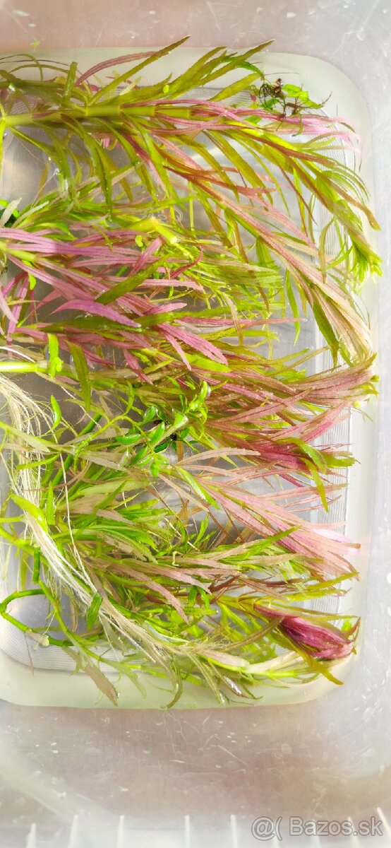 Limnophila aromatica