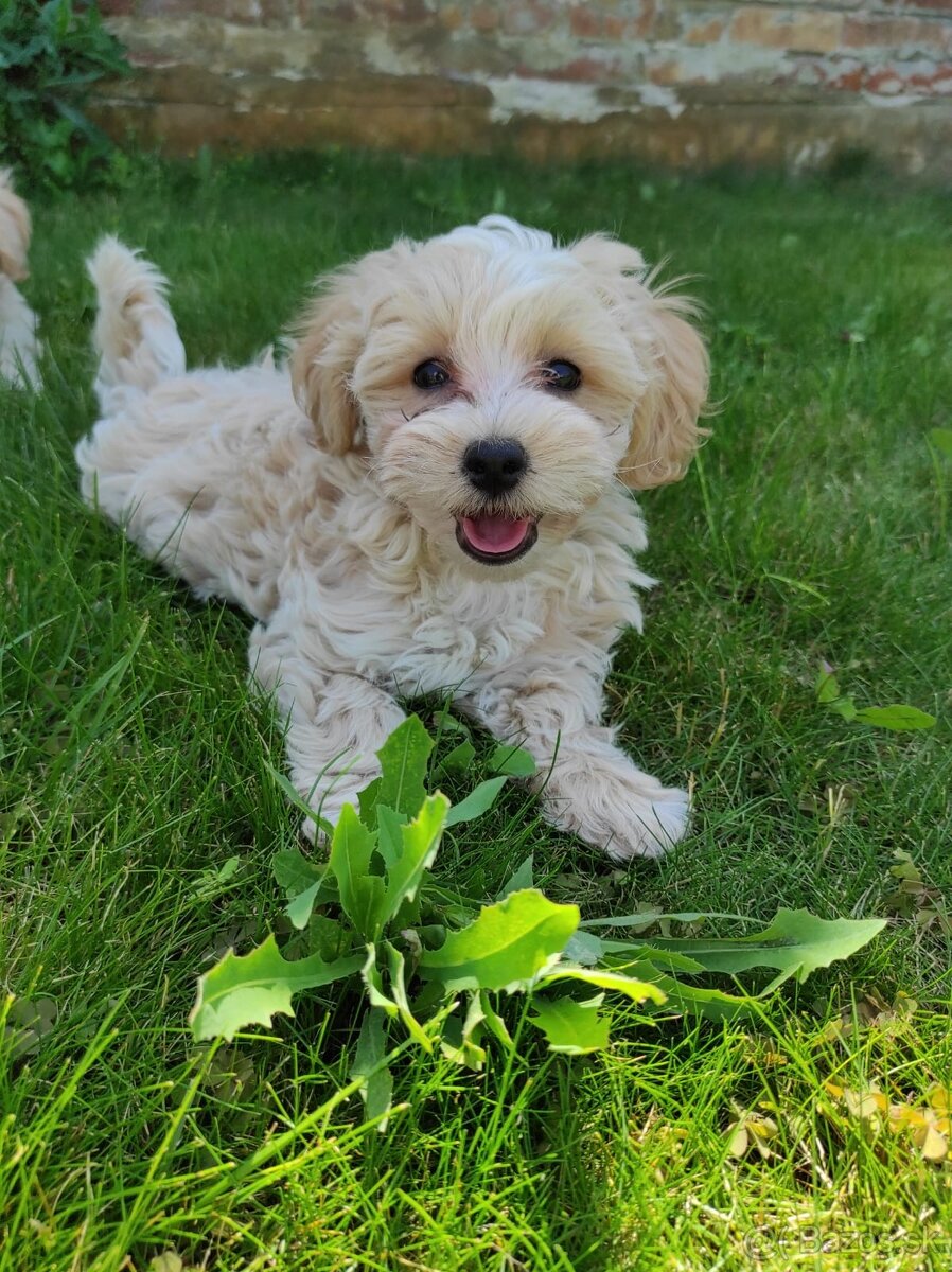Maltipoo (malteze +Pudel = maltipoo)