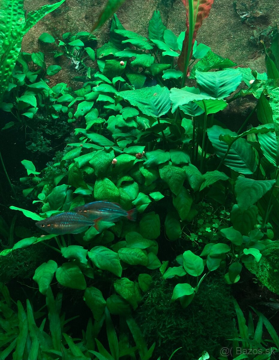 Anubias nana