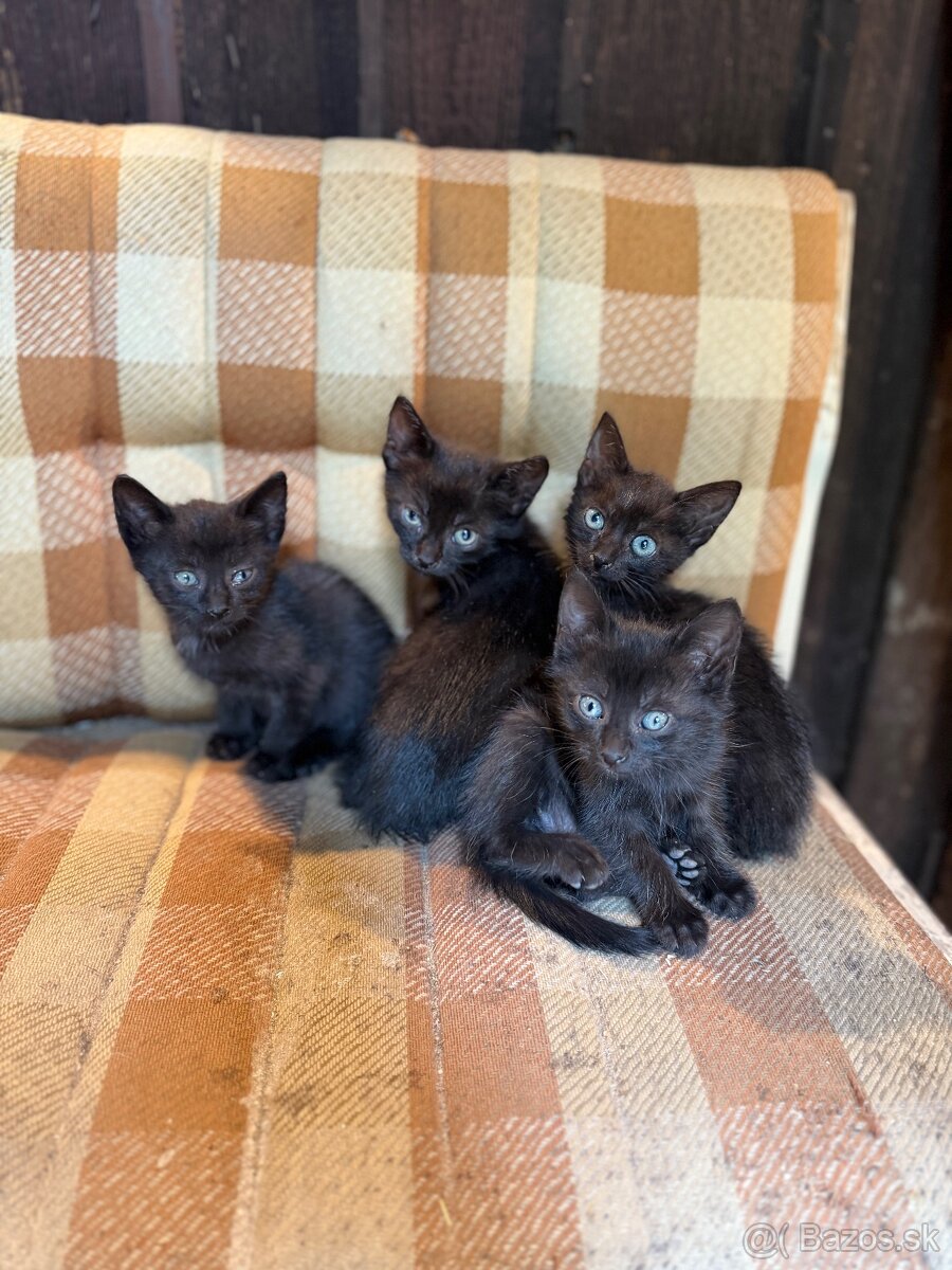 Maciatka