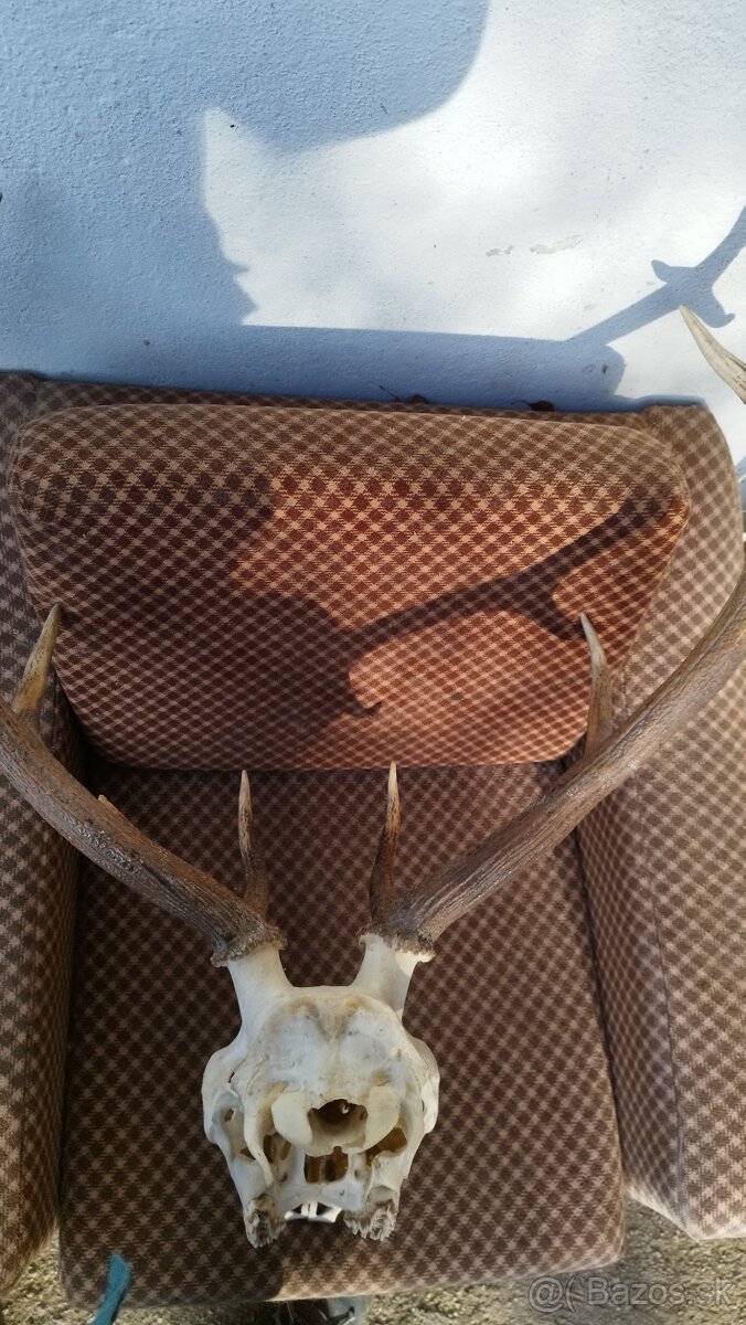 Predám trofej jeleňa, parožie zhody trofeje.