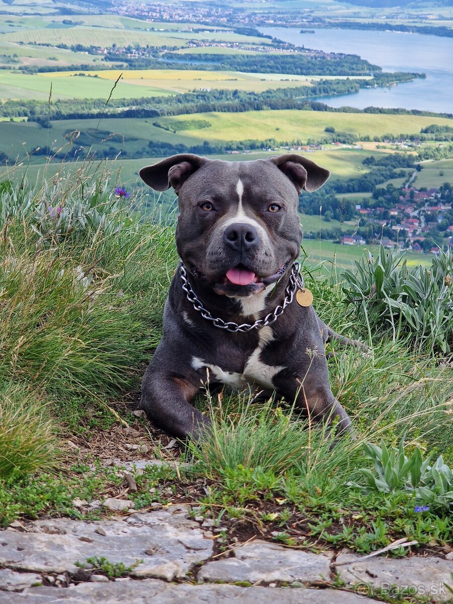 Americký stafordšírsky terier - krytie