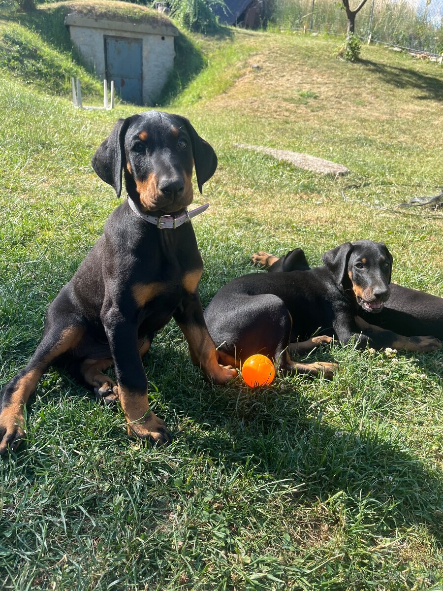 Doberman šteniatka
