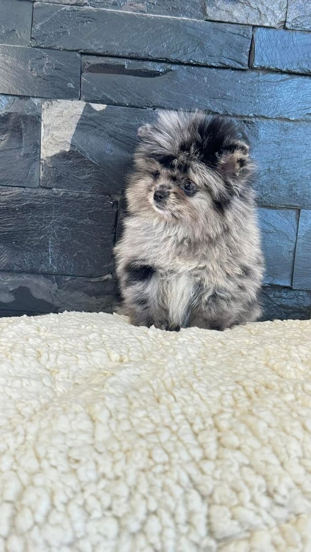 Pomeranian mini merle