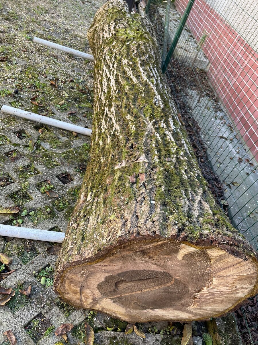 Predám orechový kmeň aj tzv. koláče