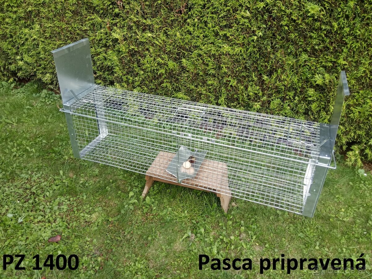 Pasca na líšky, kuny a túlavé mačky