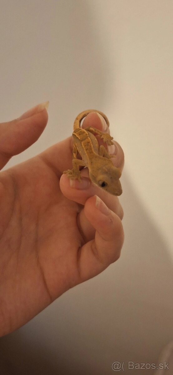 Pagekon riasnatý ( Correlophus ciliatus)