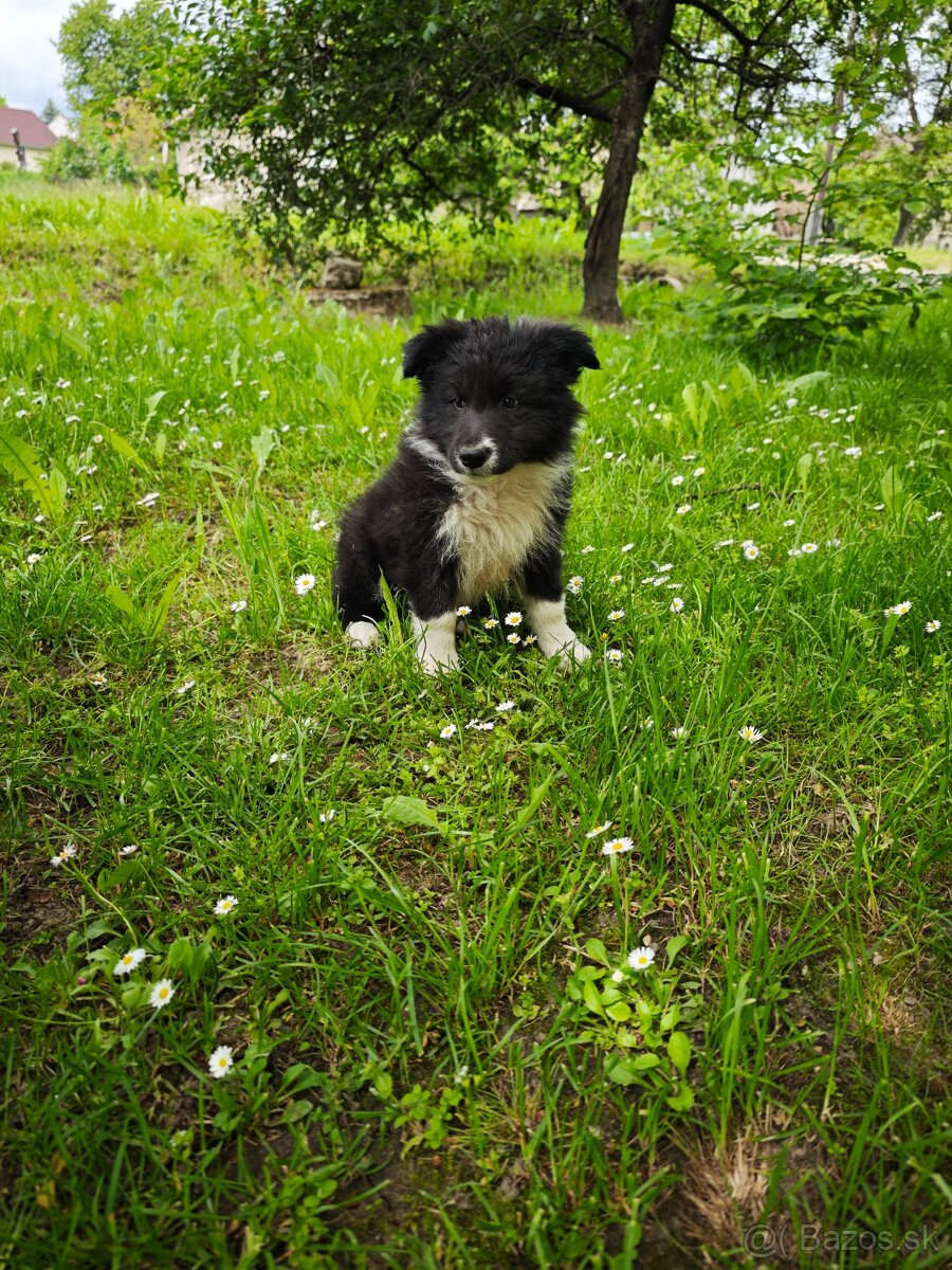 Border kólia