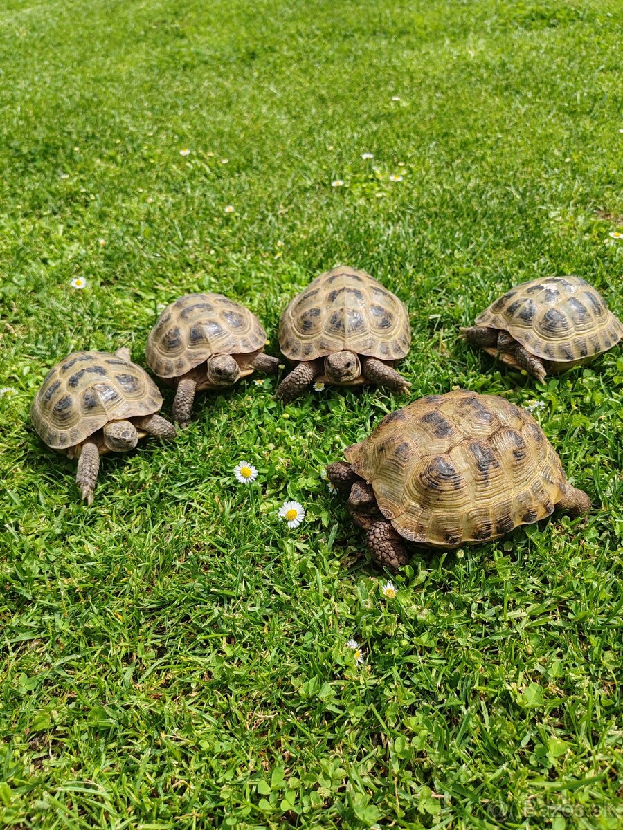 Testudo horsfieldii