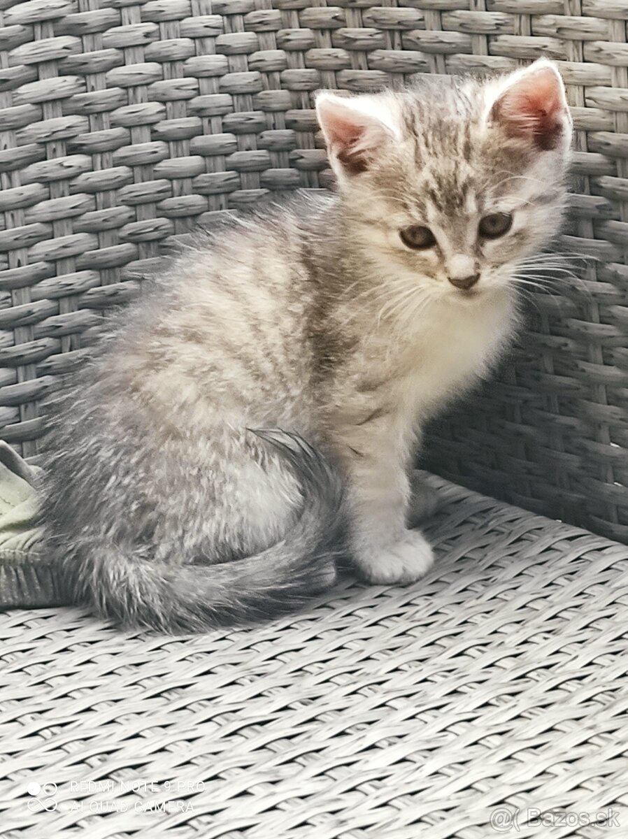 Maciatko