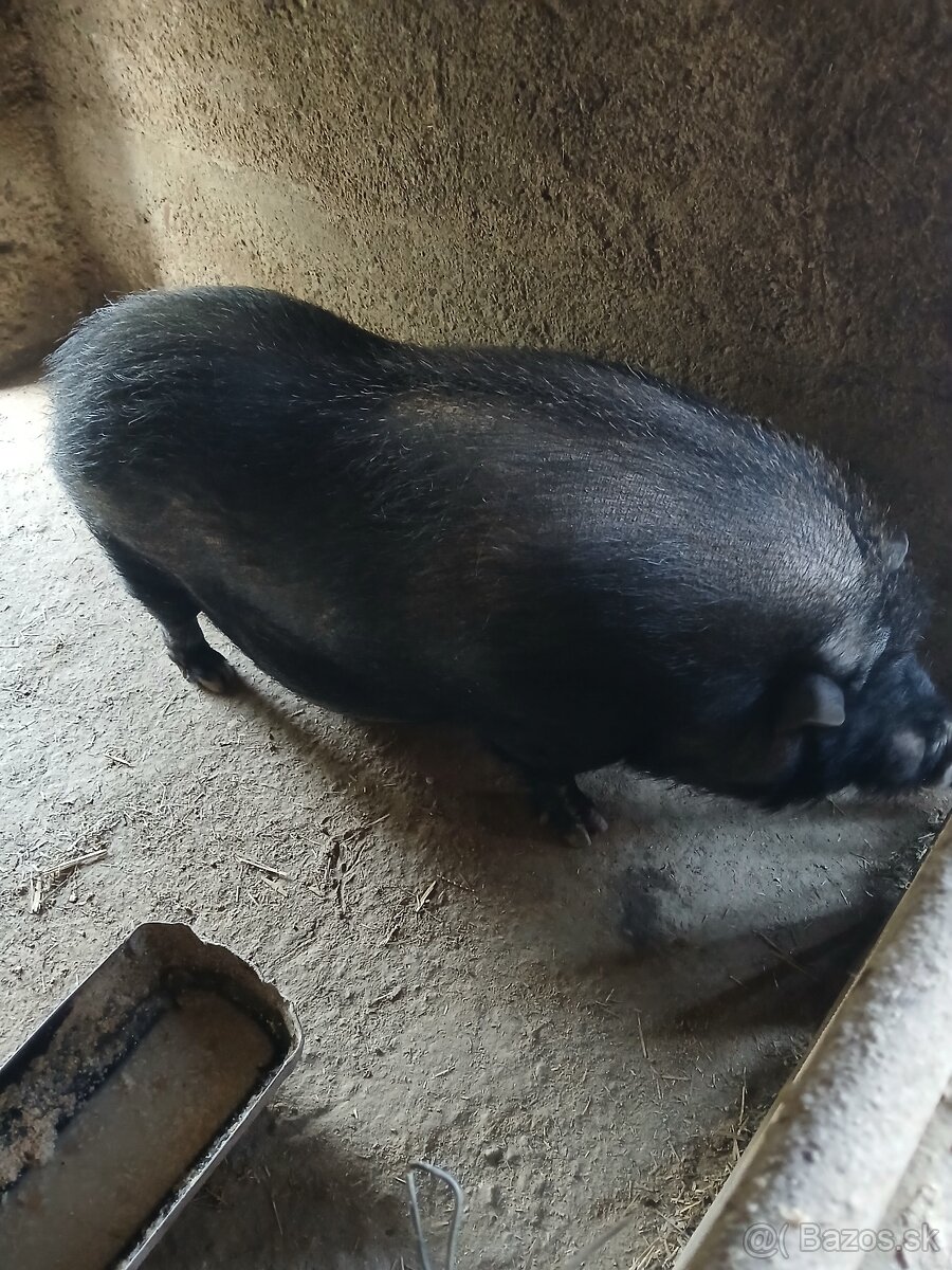 Predam vietnamské prasata