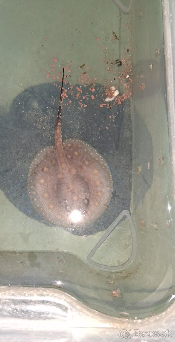 potamotrygon motoro mini royal marbled