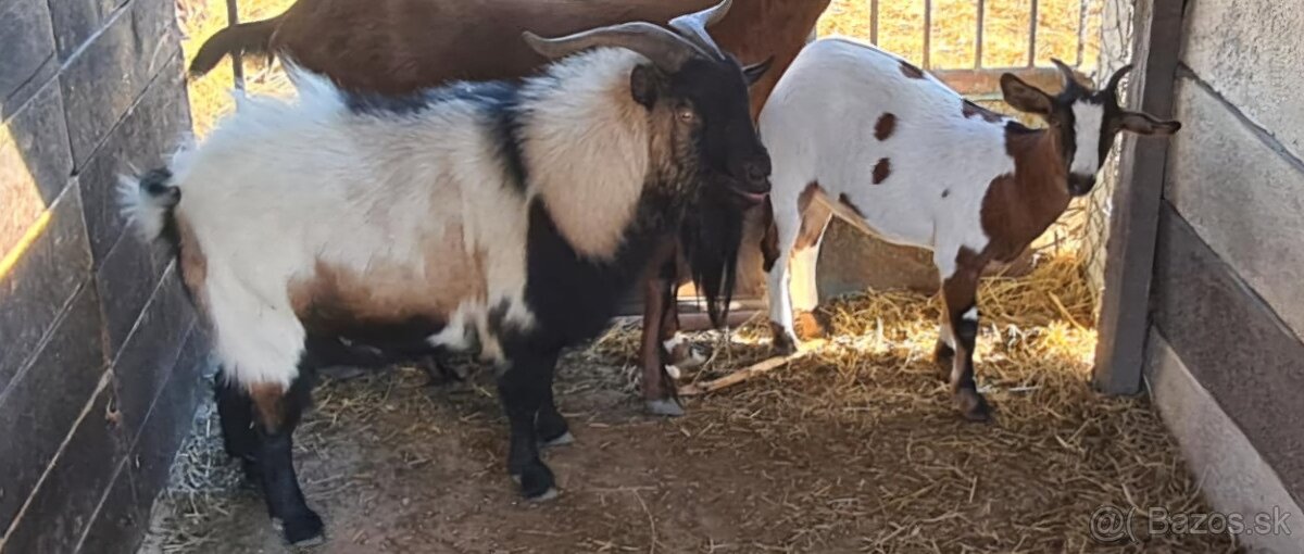 Kozy na predaj, anglonubijska, holandska minikoza