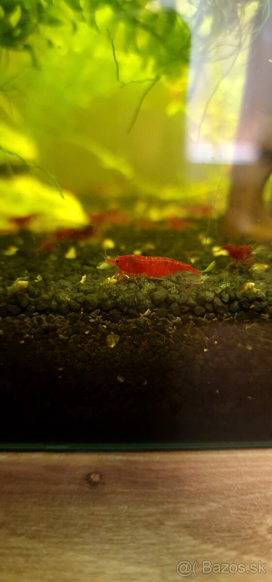 Neocaridina davidi krevety