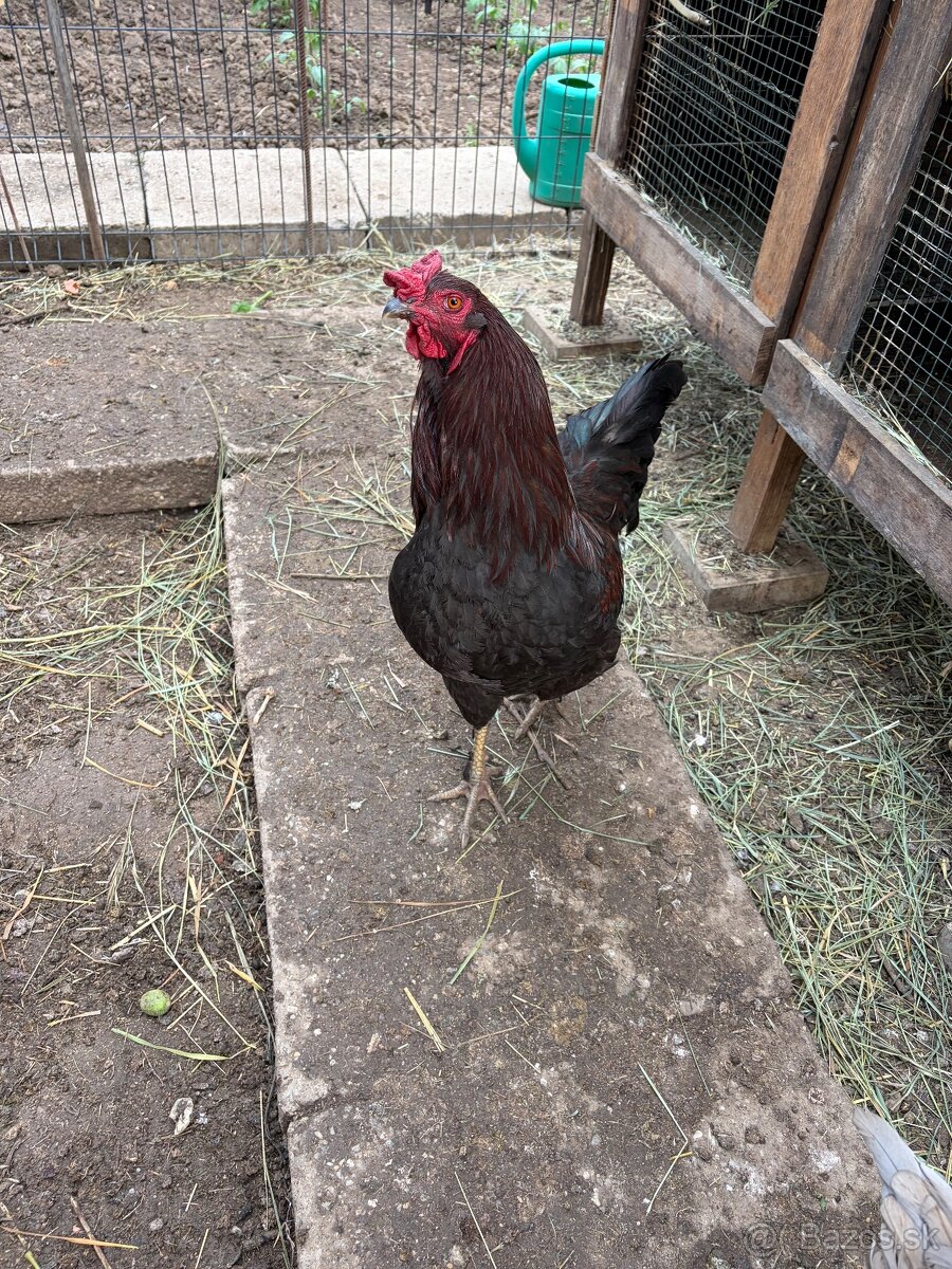 Predám kohúta Ameraucana