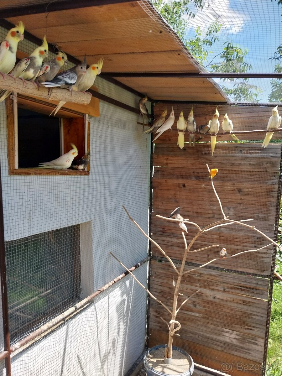 Predám korely, zebričky a kanariky