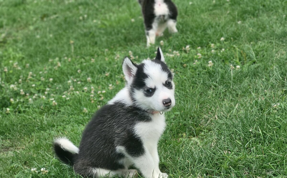 Sibírsky Husky