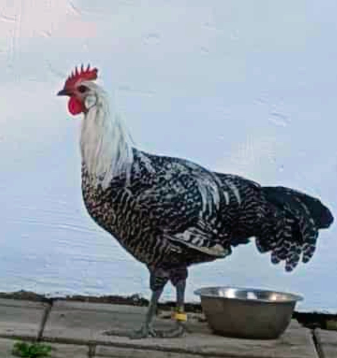 Milflerky,brakelky,vlašky