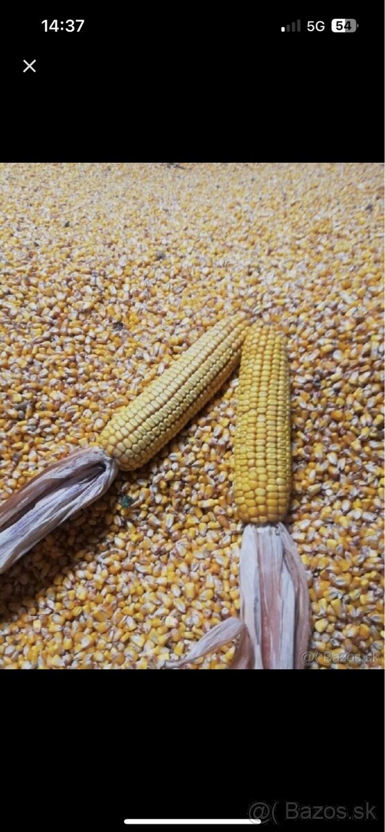 Predám kukuricu