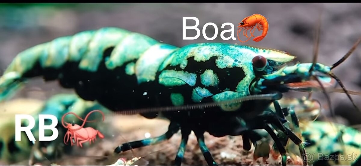 PREMIUM AKVA KREVETKY🦐Caridina a Neocaridina- Odber Zilina