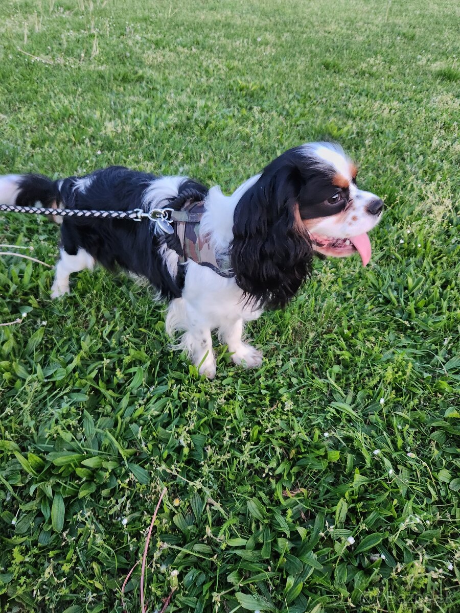 Cavalier