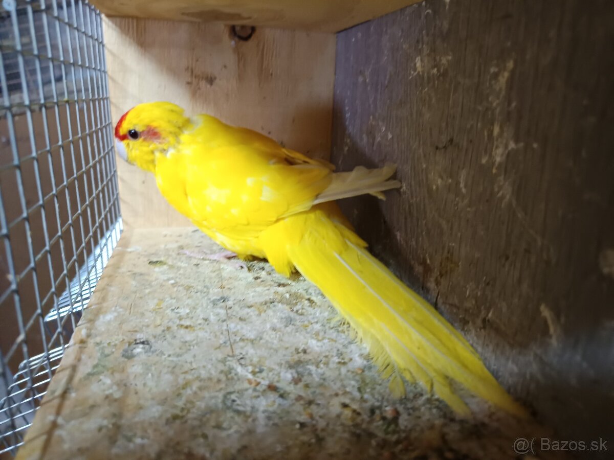 Kakariky