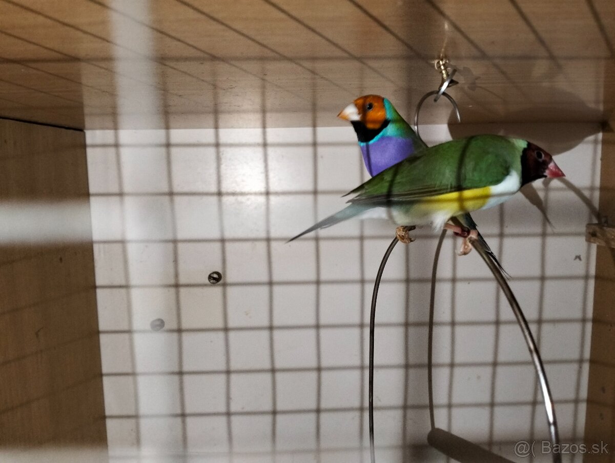 Predám amadiny gouldove