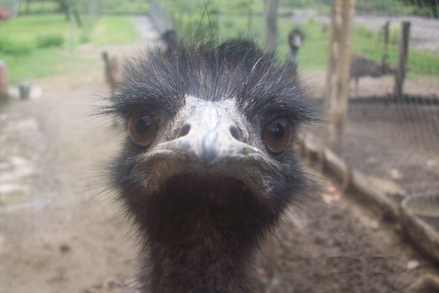 AUSTRALSKE EMU - EMU HNEDY