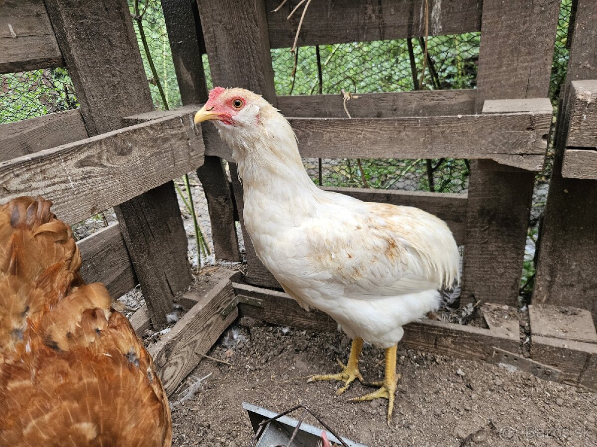 Araucana