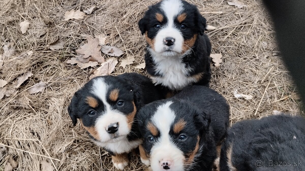 Bernský salašnícky pes