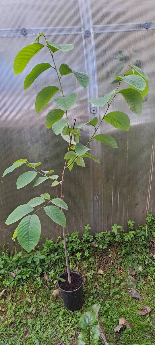 Anona trojlupienková-Anonna cherimoya