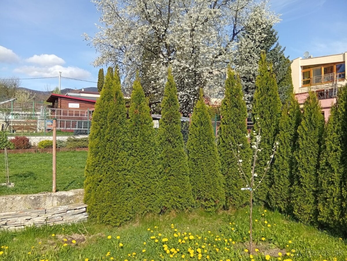 Tuje