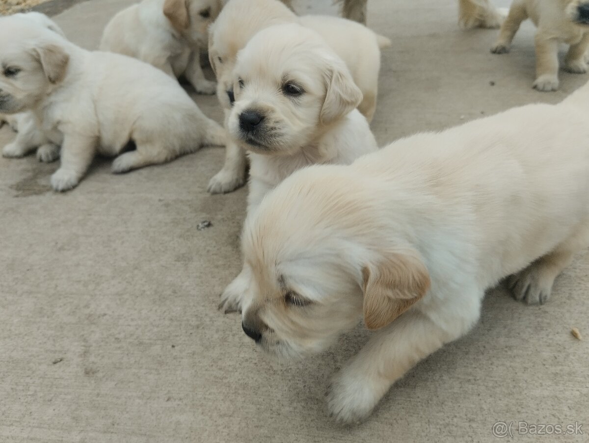 Zlatý retriever