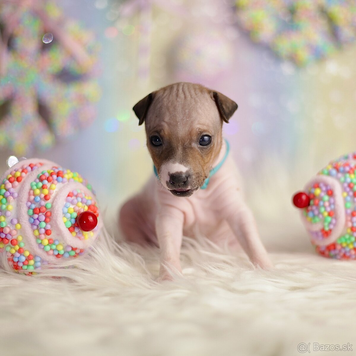 Americký bezsrstý teriér s PP FCI