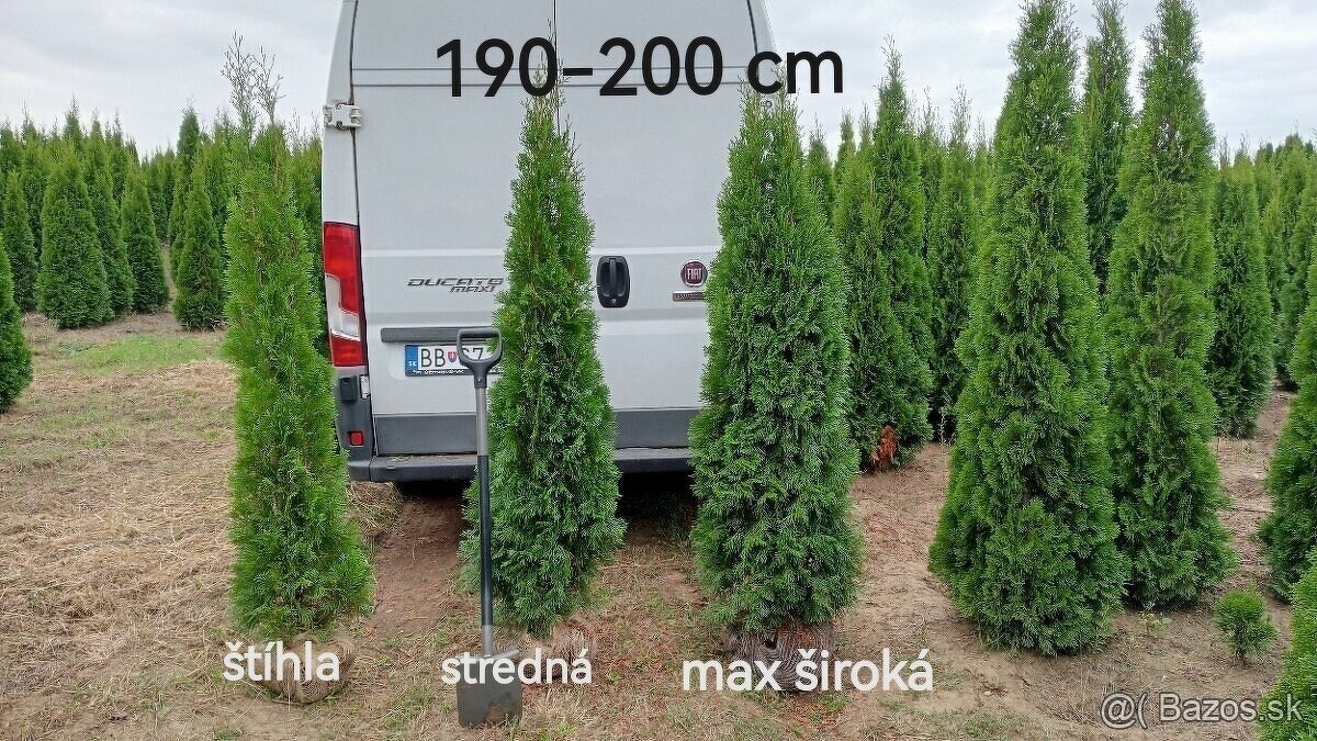 Tuja Smaragd, vavrínovec, červienka, gaštan - Prešov