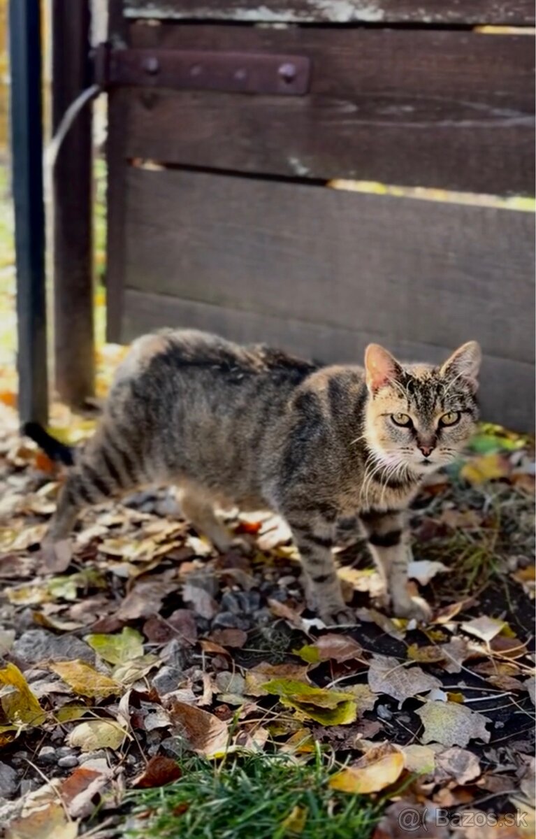 ‼️Darujeme mačičku do dobrých rúk‼️