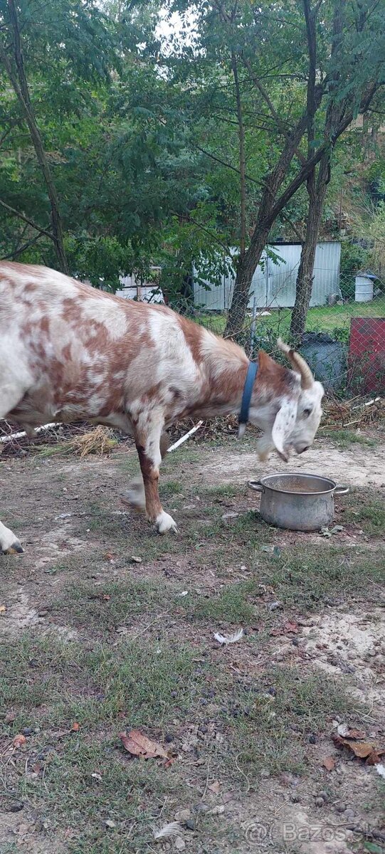 Capko
