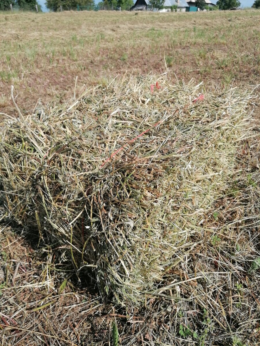 Lucerka a lúčne seno