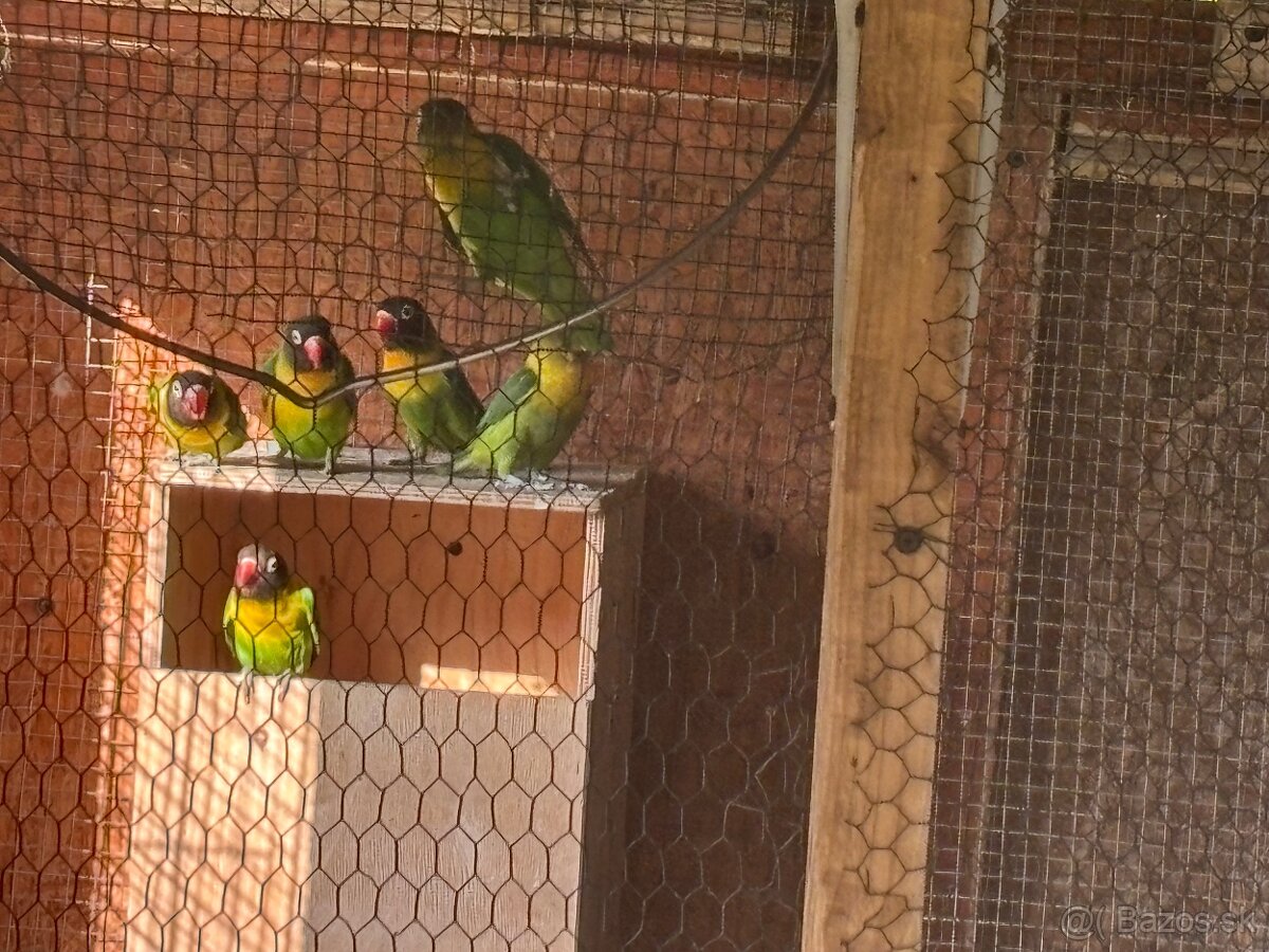 Agapornis škraboškovy