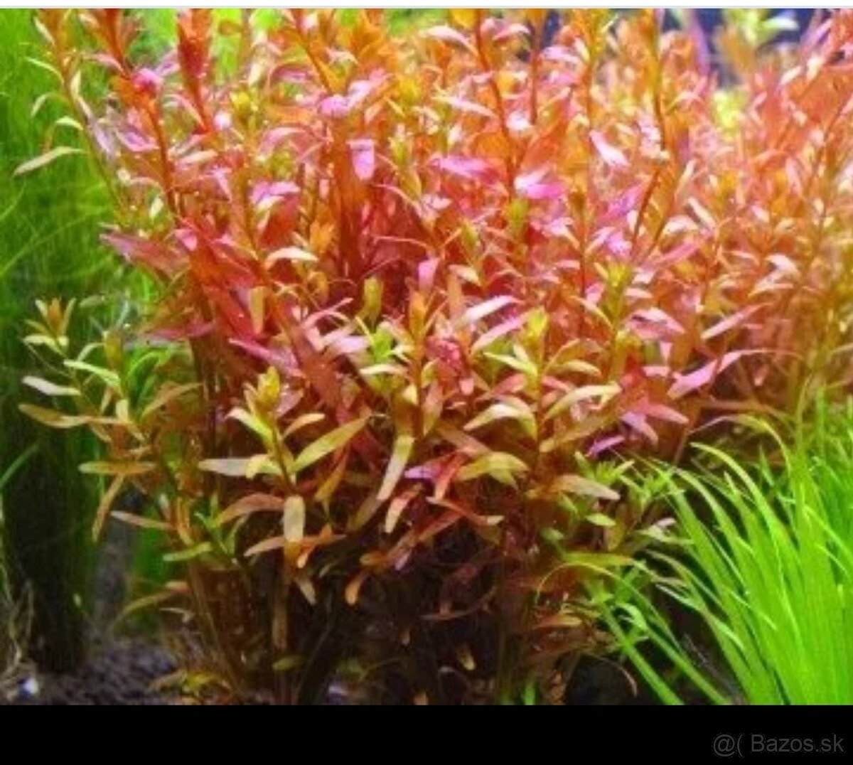 Predám Rotala Rotundifolia
