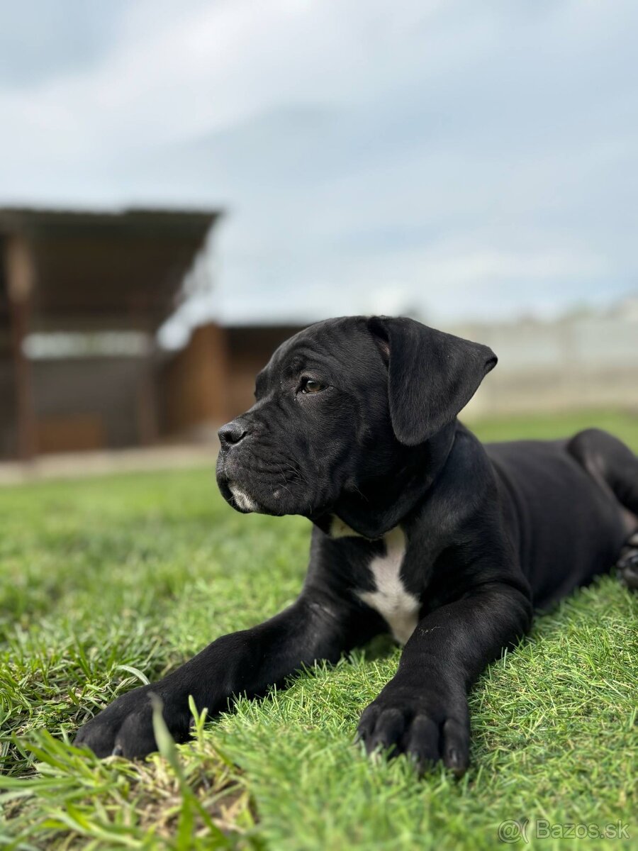Cane Corso s PP