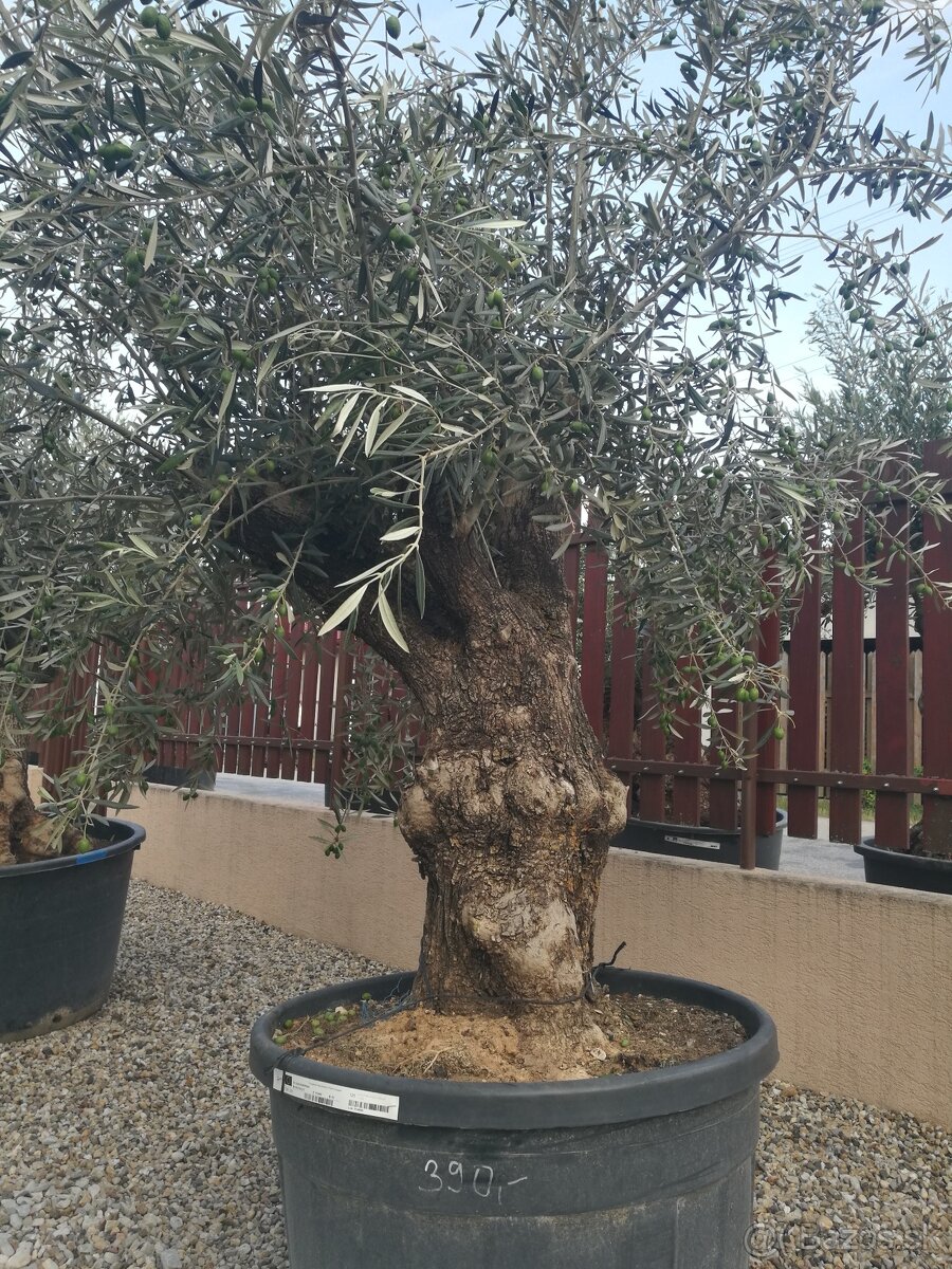 Olivovnik bonsai