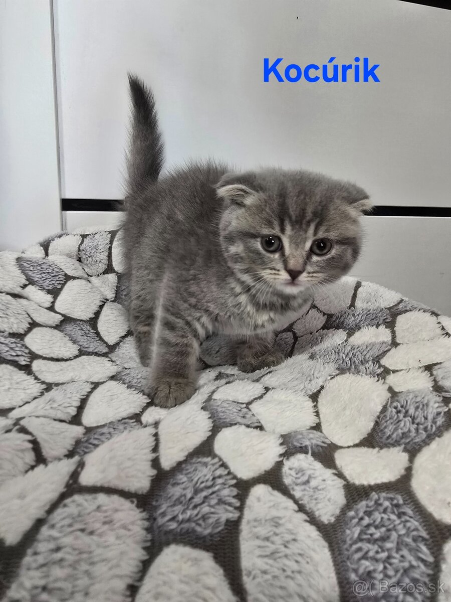 Škótske mačiatka