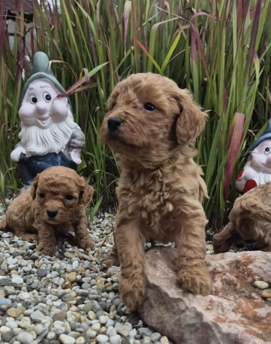 Predam stenata pudel maly