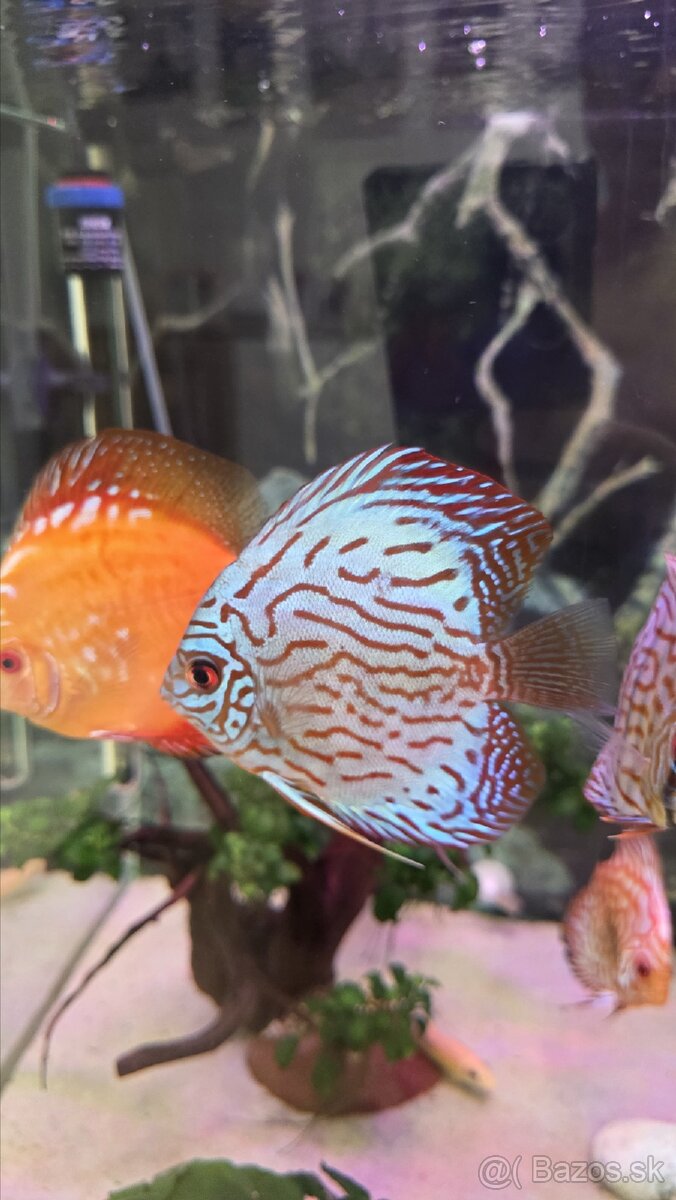 Predám skupinu krásnych terčovcov (Discus) - 7 kusov, 12 cm