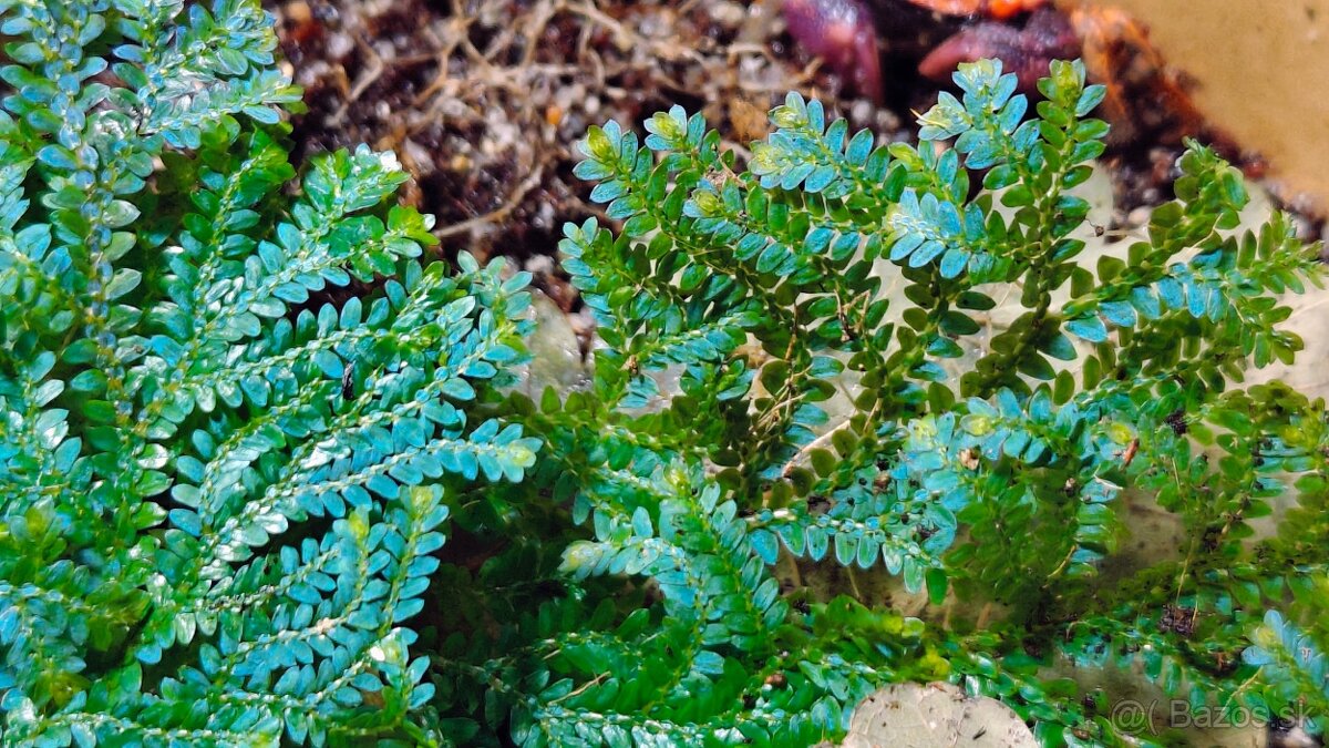 Selaginella uncinata (Didiclis uncinata)