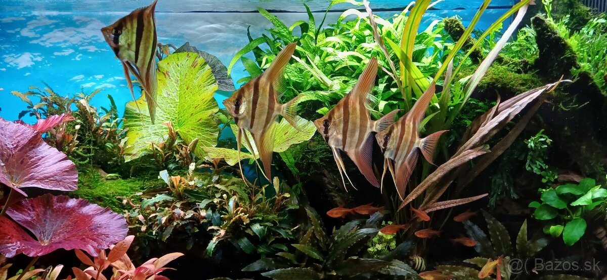 Pterophyllum altum "Inirida".