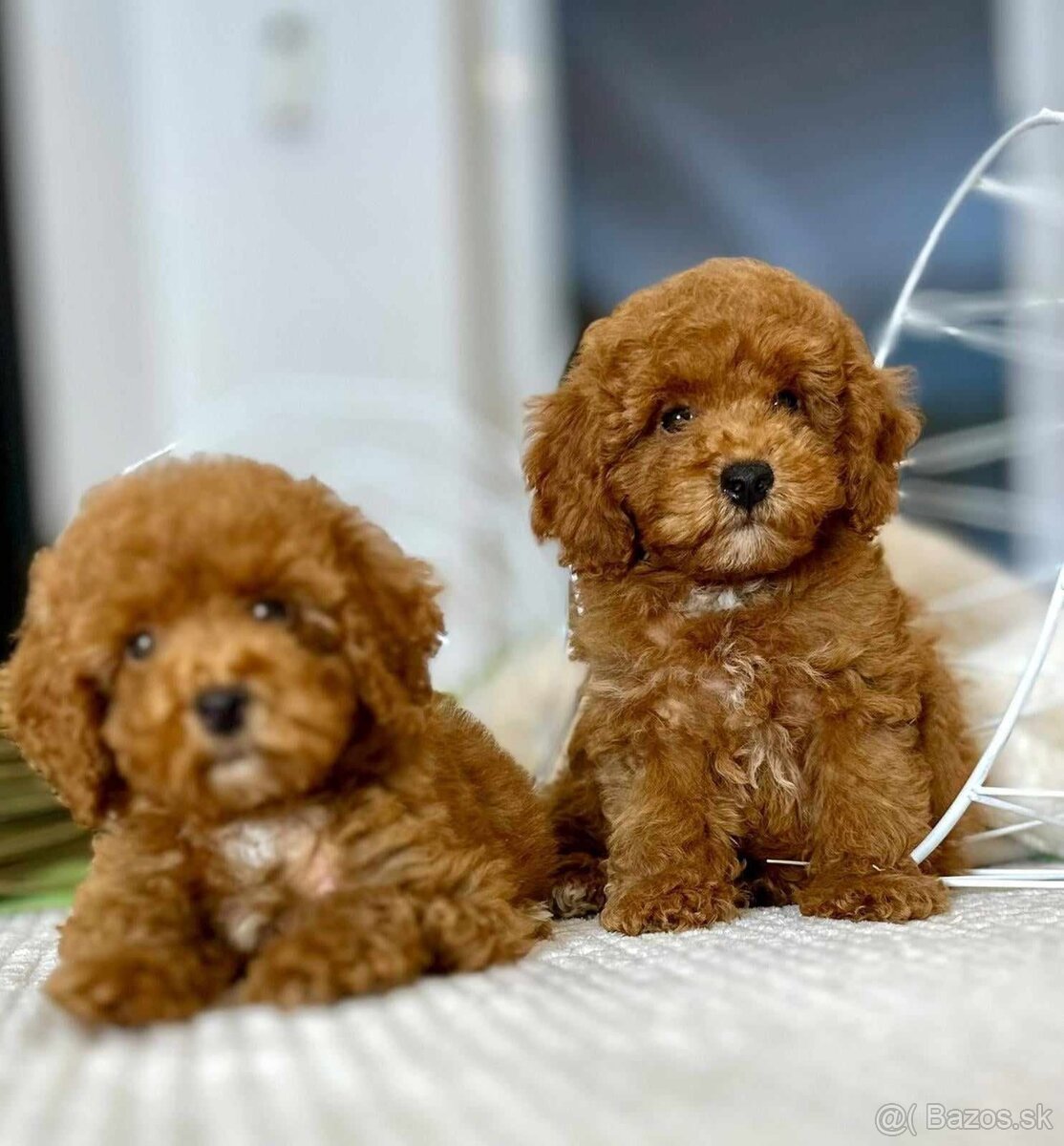 Maltipoo s pp